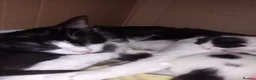 Mixed Breed cats for sale: 3 tuxedo kittens  in Ashton-under-Lyne - Advert 1