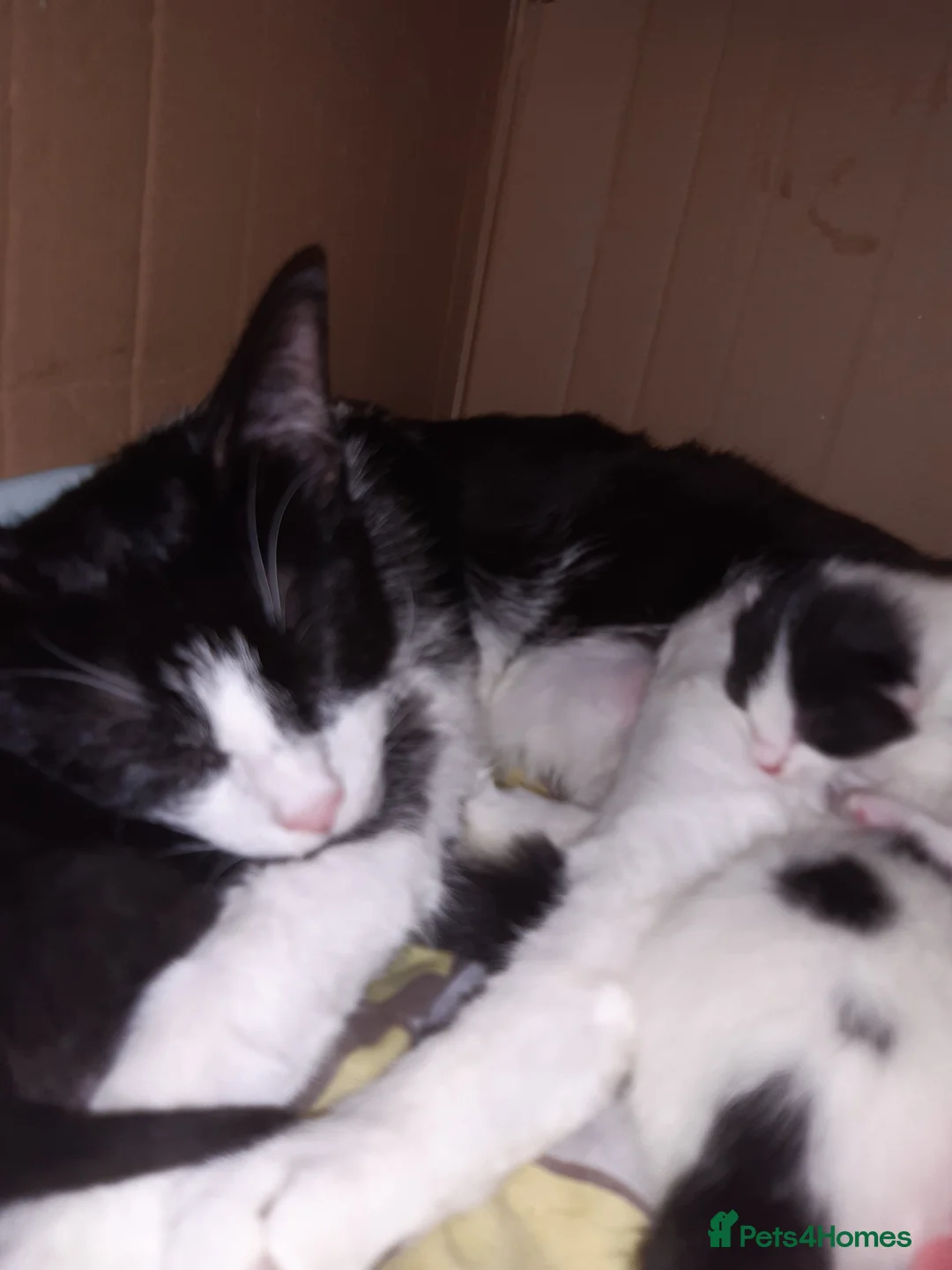 Mixed Breed cats for sale: 3 tuxedo kittens  in Ashton-under-Lyne - Advert 1