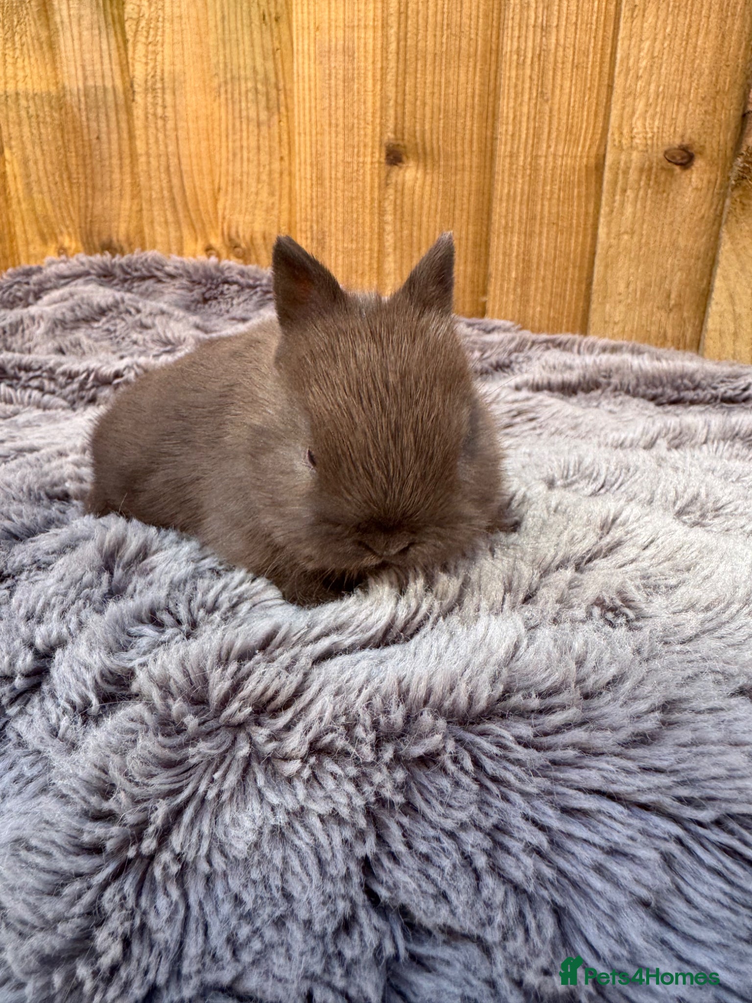 Netherland Dwarf rabbits Netherland Dwarf baby rabbits  - Advert 11
