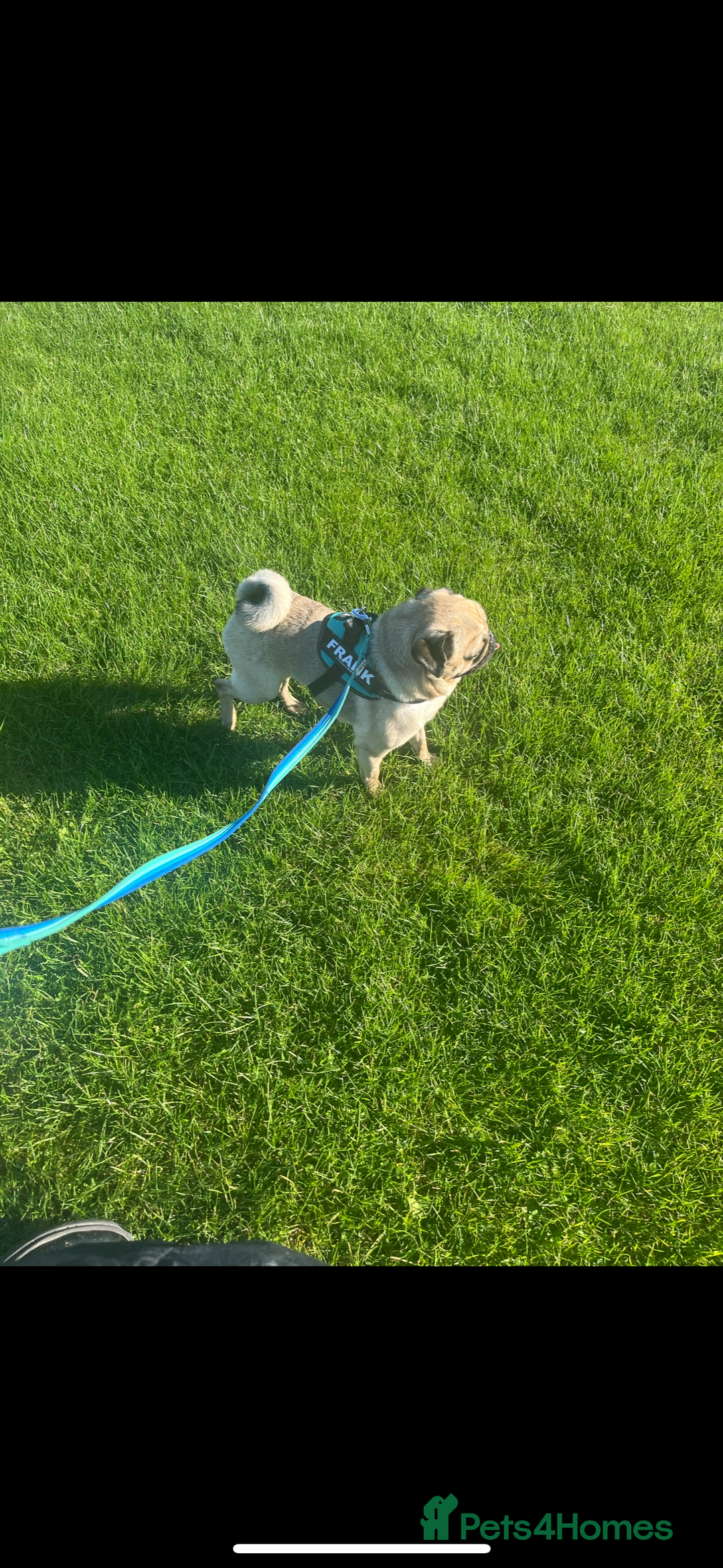 Pug dogs for sale: 6 Year Old Pug Male - Image 3