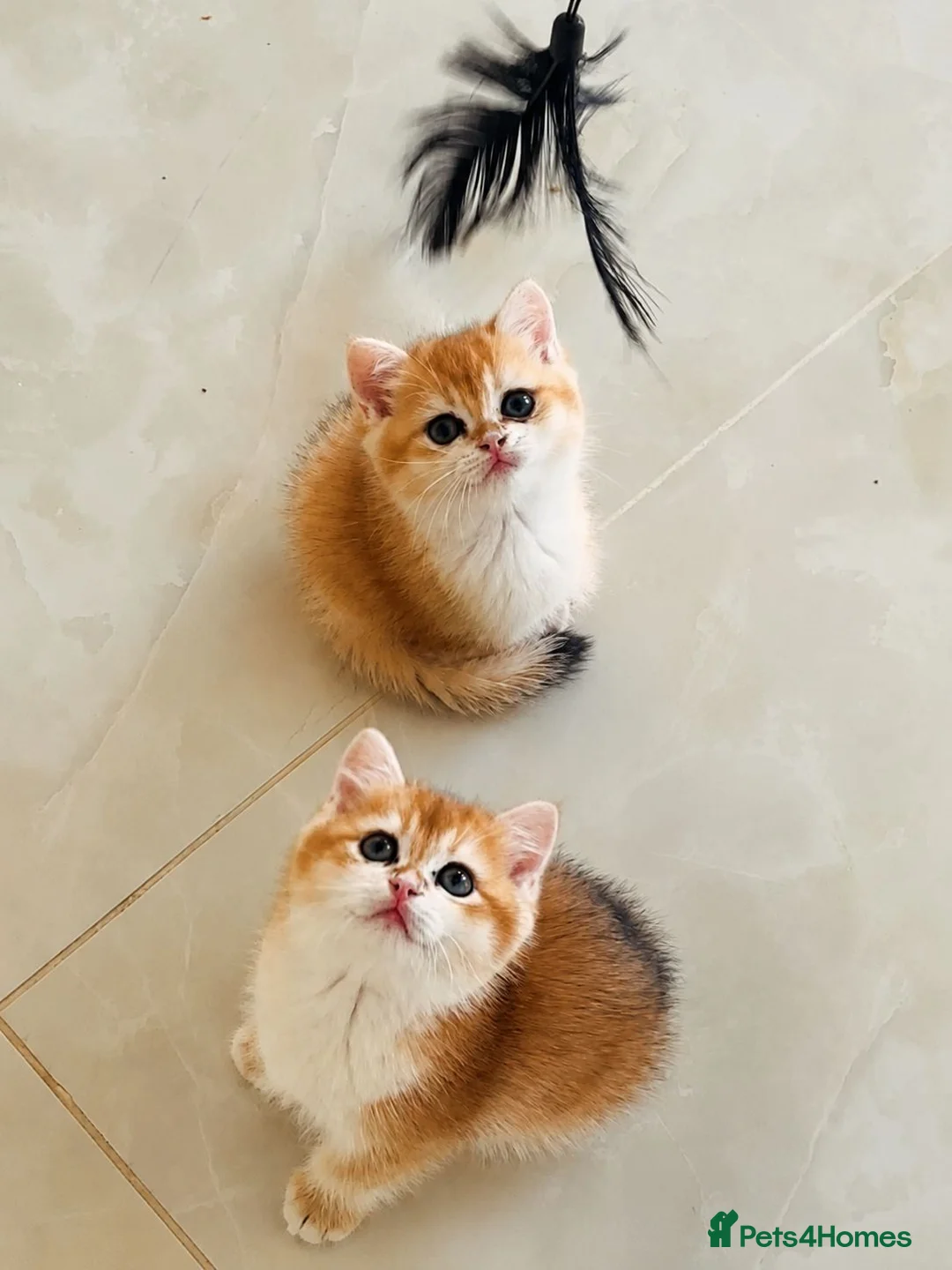 British Shorthair cats for sale: Golden shaded British Shorthair kittens Teddies  - Advert 1