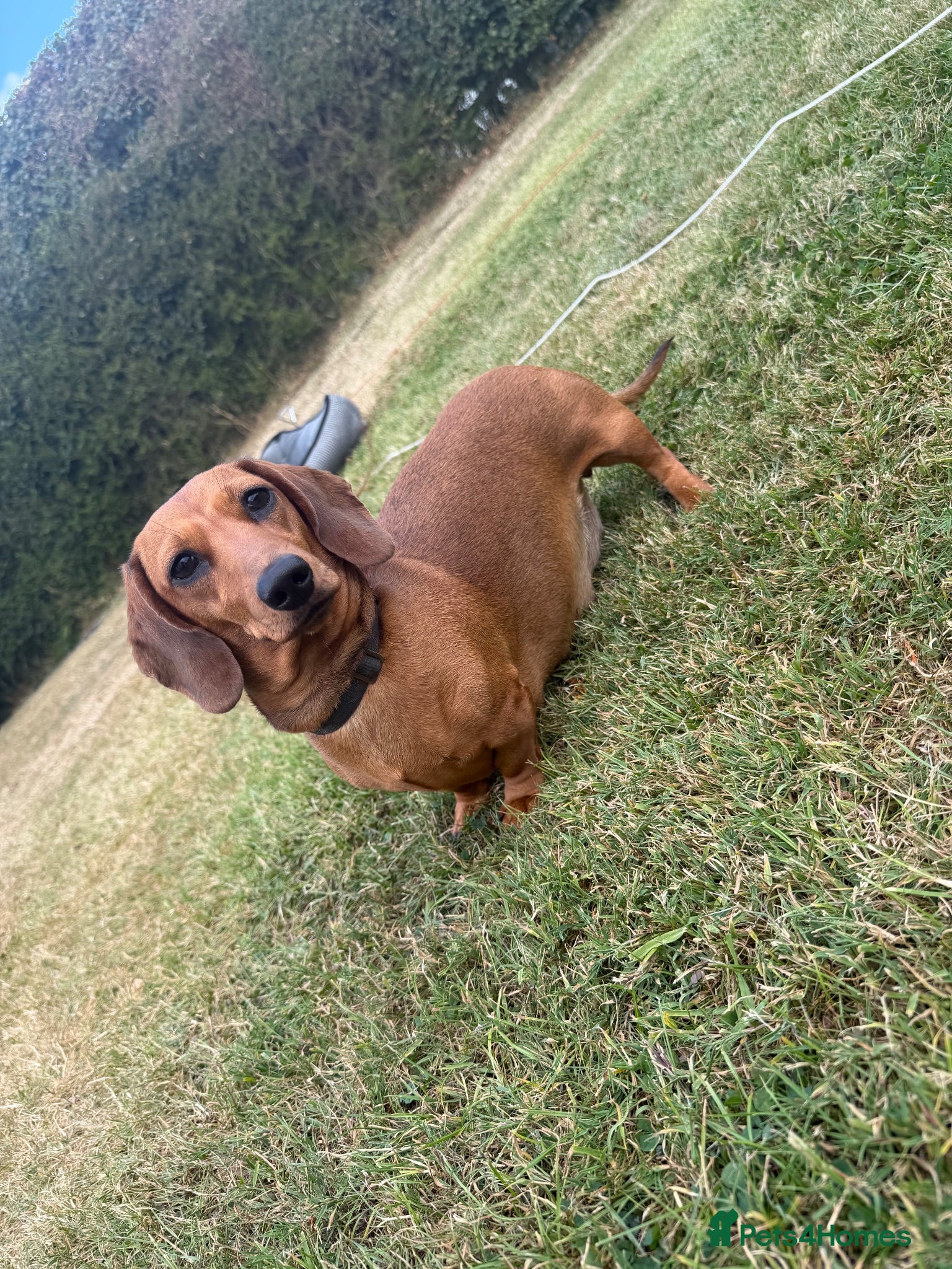 Miniature Dachshund dogs Miniature dachshund  - Advert 21