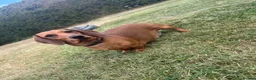 Miniature Dachshund dogs for sale: Miniature dachshund  - Advert 2