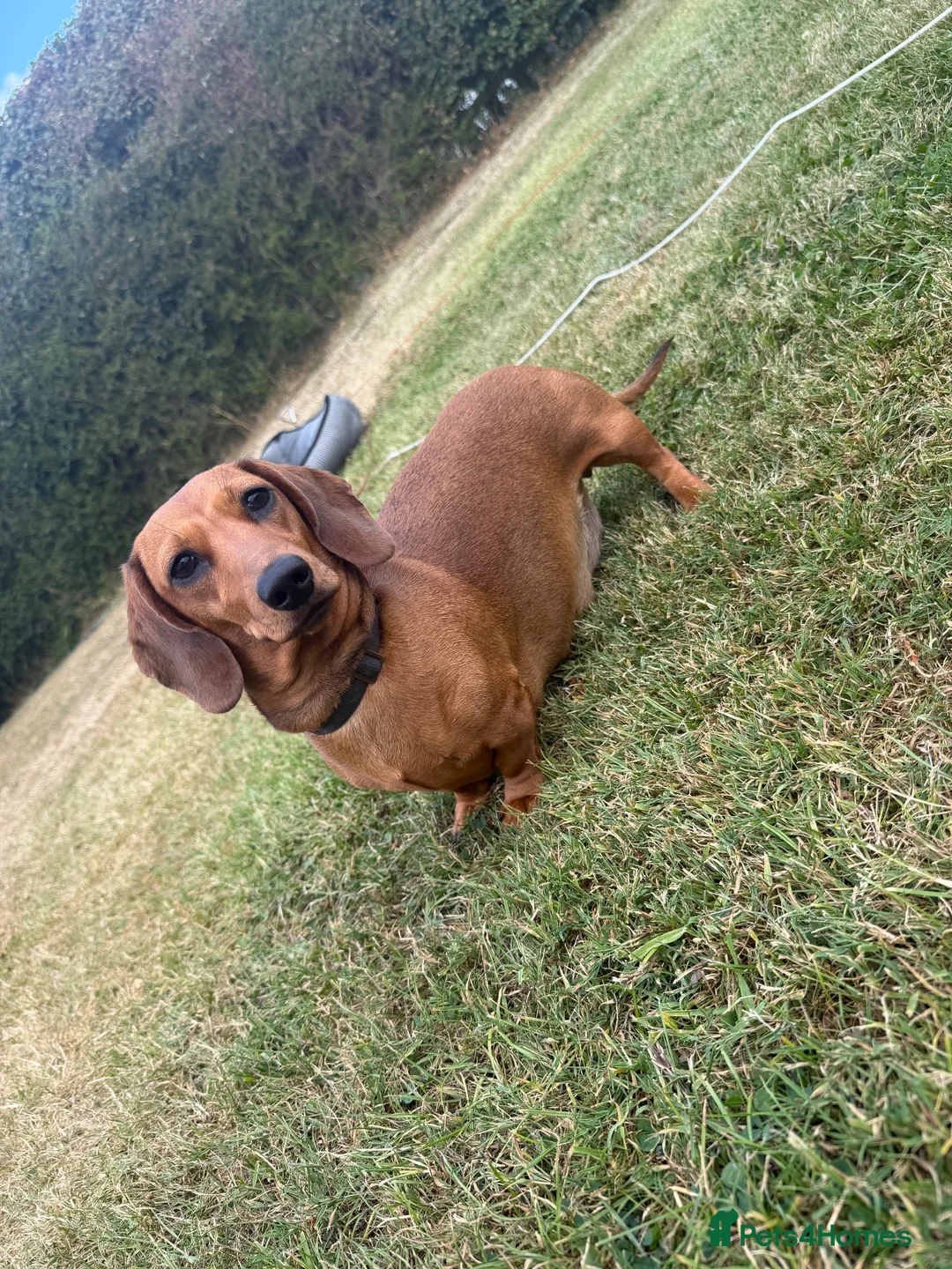 Miniature Dachshund dogs for sale: Miniature dachshund  - Advert 2