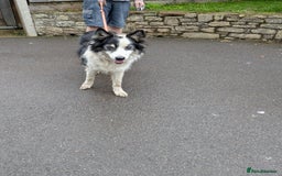 Border Collie dogs for adoption: Barney the Collie - Image 4