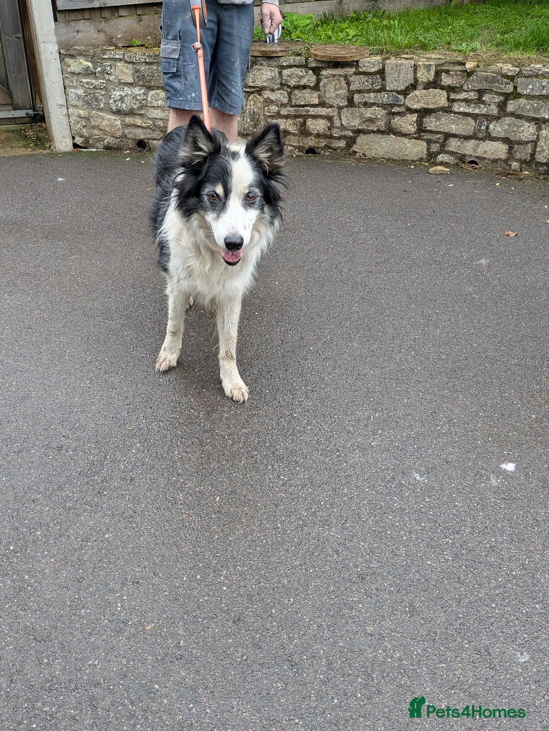 Border Collie dogs for adoption: Barney the Collie - Image 4