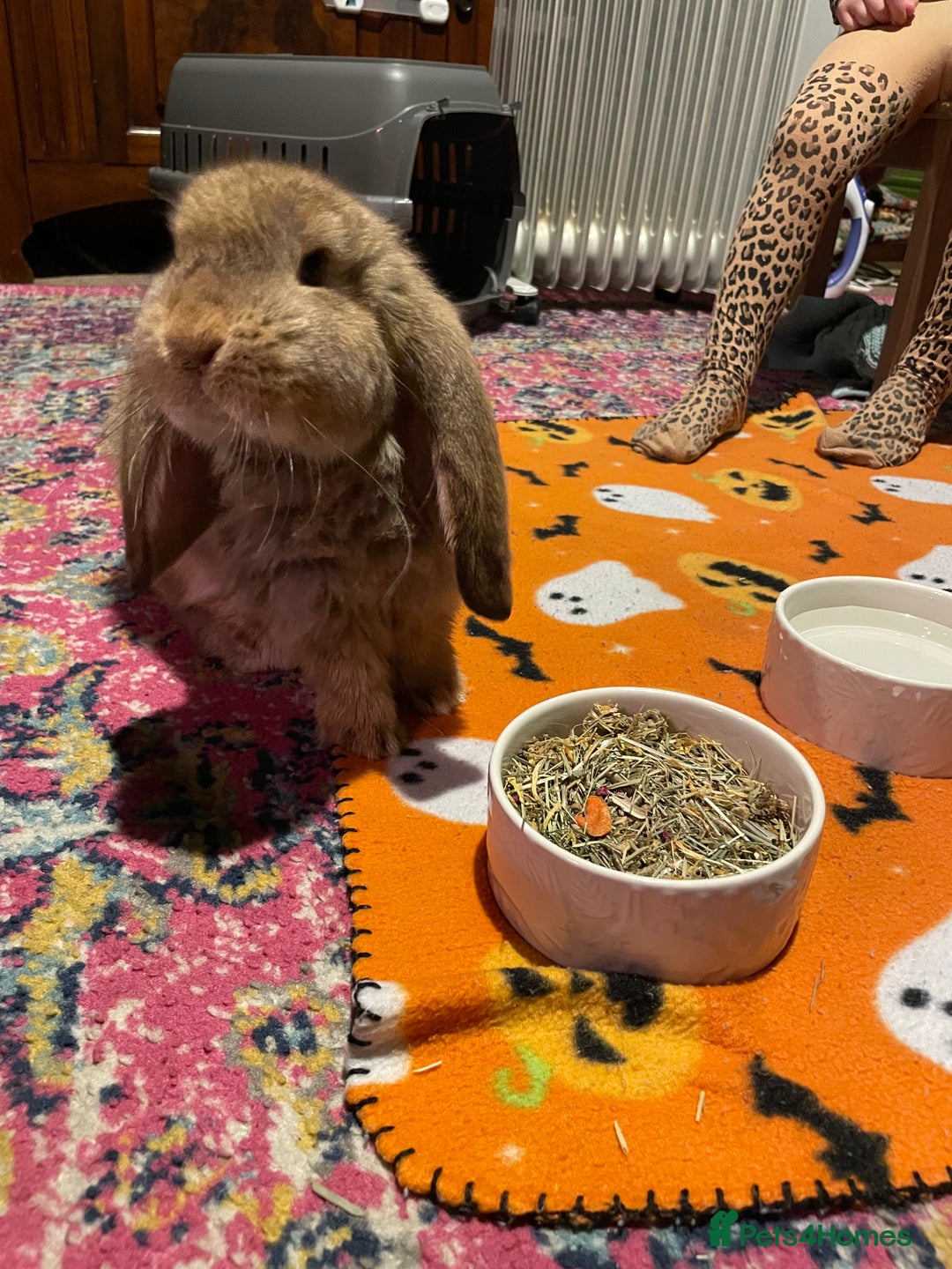 French Lop rabbits for sale: French Lop female 5 months old  - Advert 9