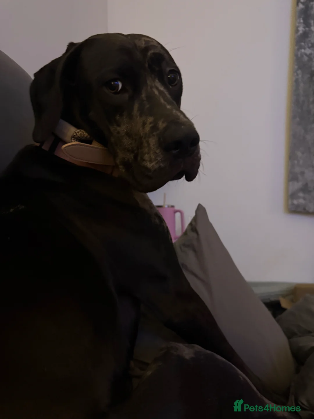 Great Dane dogs for sale: Great Dane  - Advert 2