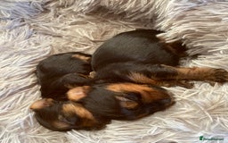 Yorkshire Terrier dogs for sale: Pure Breed Toy Yorkshire Terrier Pups Ready Now!  - Image 7