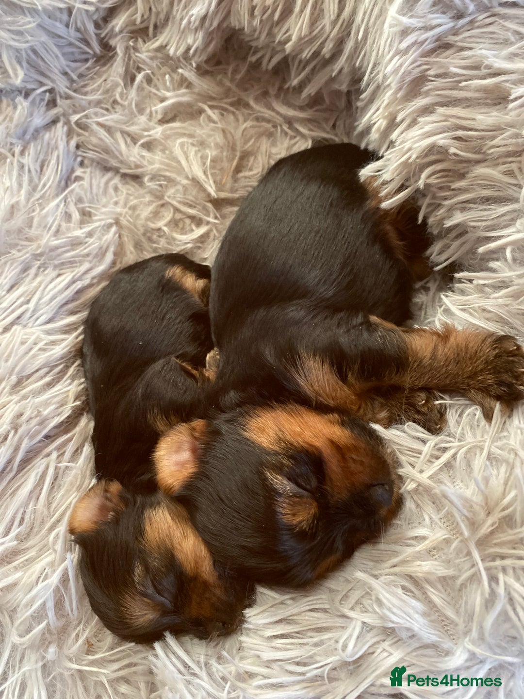 Yorkshire Terrier dogs for sale: Pure Breed Toy Yorkshire Terrier Pups Ready Now!  - Image 7