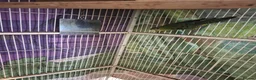 Parakeets birds for sale: Linolated parakeet pair - Advert 2