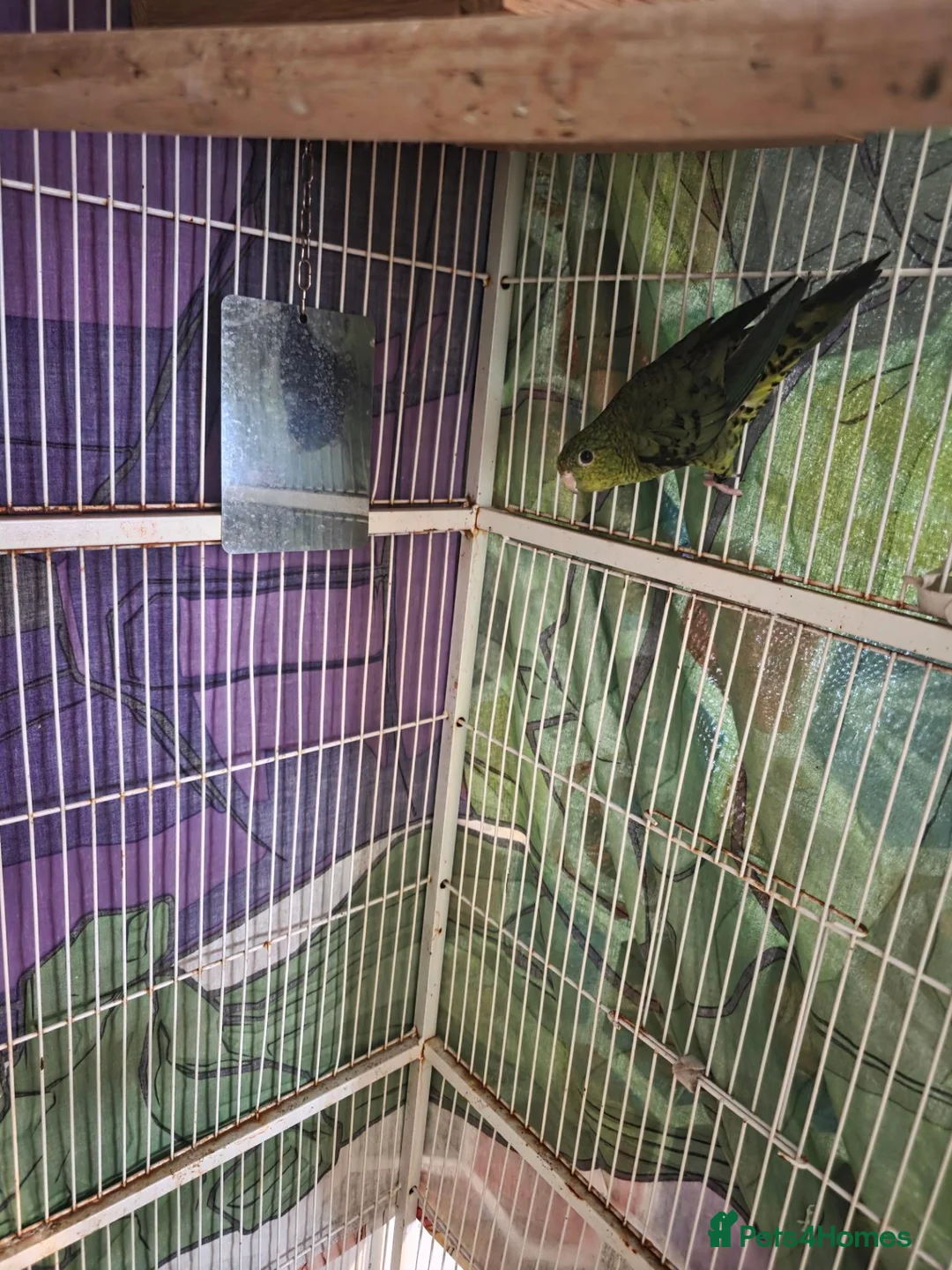Parakeets birds for sale: Linolated parakeet pair - Advert 2