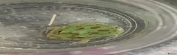 Frog reptiles for sale: Pac-Man Frogs cb26  - Advert 8