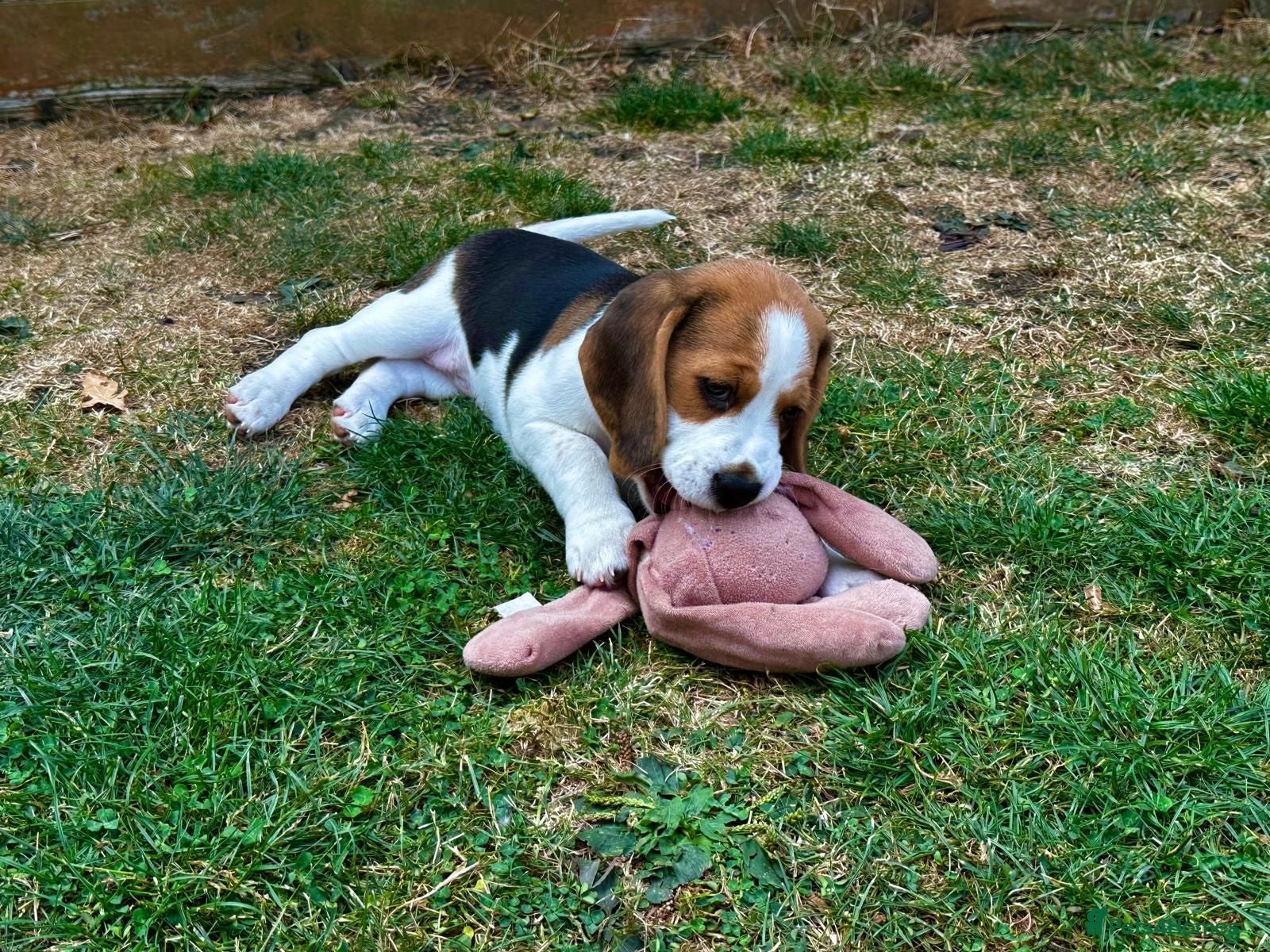 Beagle dogs Six Gorgeous KC Reg Pups- Champion Bloodline - Advert 2