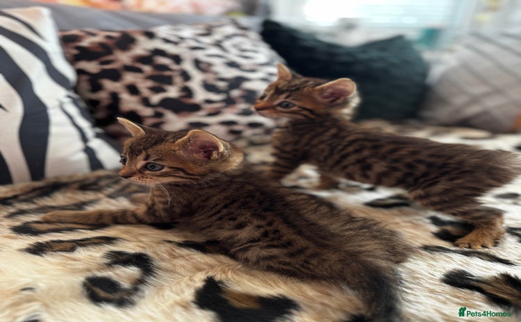 Egyptian Mau cats - Advert 5