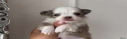 Chihuahua dogs for sale: 🐾🩶 OUTSTANDING litter of EXCEPTIONAL Chihuahuas - Advert 22