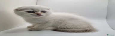 Zefir - Scottish Fold 