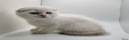 Scottish Fold cats for sale: Beautiful TICA Registered Scottish Fold Kittens - Advert 11