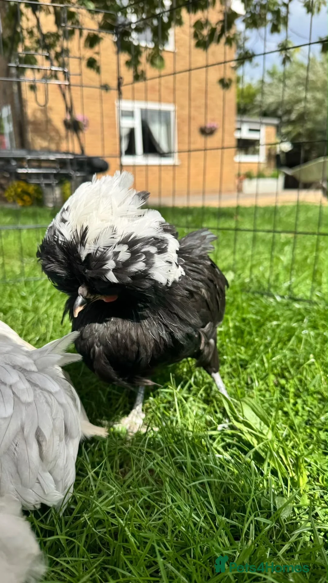 Chickens poultry for sale: Gorgeous Pekin chicks  - Advert 7
