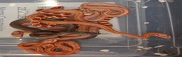 Corn Snake reptiles for sale: Corn snake morphs  - Advert 3