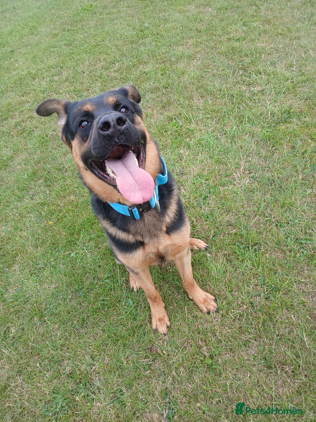 Mixed Breed dogs for sale: Rocky looking for forever homes - Image 8