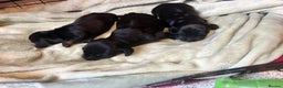 Dachshund dogs for sale: Mini black and brindle dachshunds - Advert 1