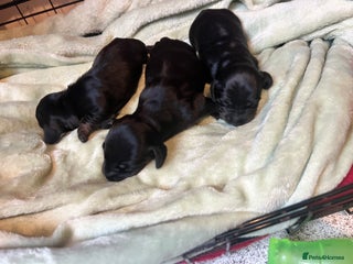 Dachshund dogs for sale: Mini black and brindle dachshunds - Advert 1