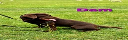 Labrador Retriever dogs for sale: Gorgeous Chocolate Labrador Puppies  - Advert 17