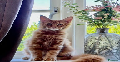 Maine Coon cats - Advert 4