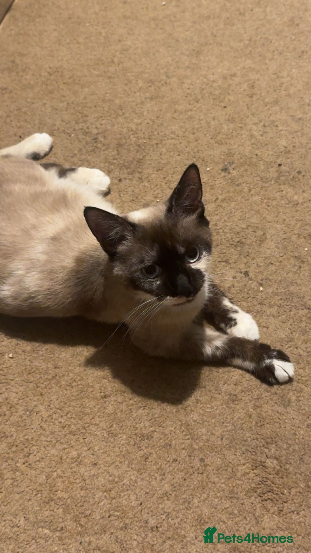 Siamese cats for sale: Female Siamese Cat - URGENT - Advert 4