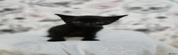 Domestic Shorthair cats for sale: Beautiful playful kittens  in Wolverhampton - Advert 17