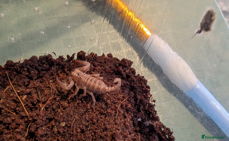 Scorpions invertebrates - Advert 1
