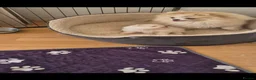 Pomeranian dogs for sale: Pomeranian white girl  - Advert 6