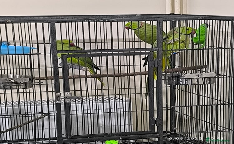 Parrots birds - Advert 2