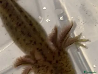 Axolotl reptiles Juvenile axolotl - Advert 9