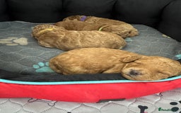 Toy Poodle dogs for sale: KC Registered Toy Poodle Puppies - Image 4