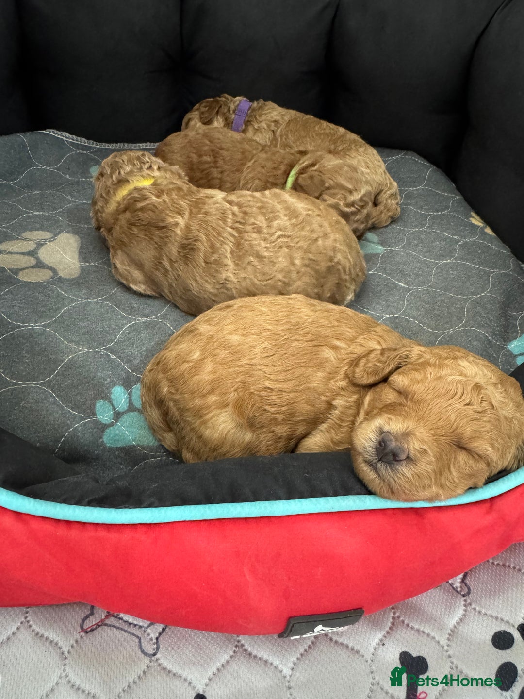 Toy Poodle dogs for sale: KC Registered Toy Poodle Puppies - Image 4