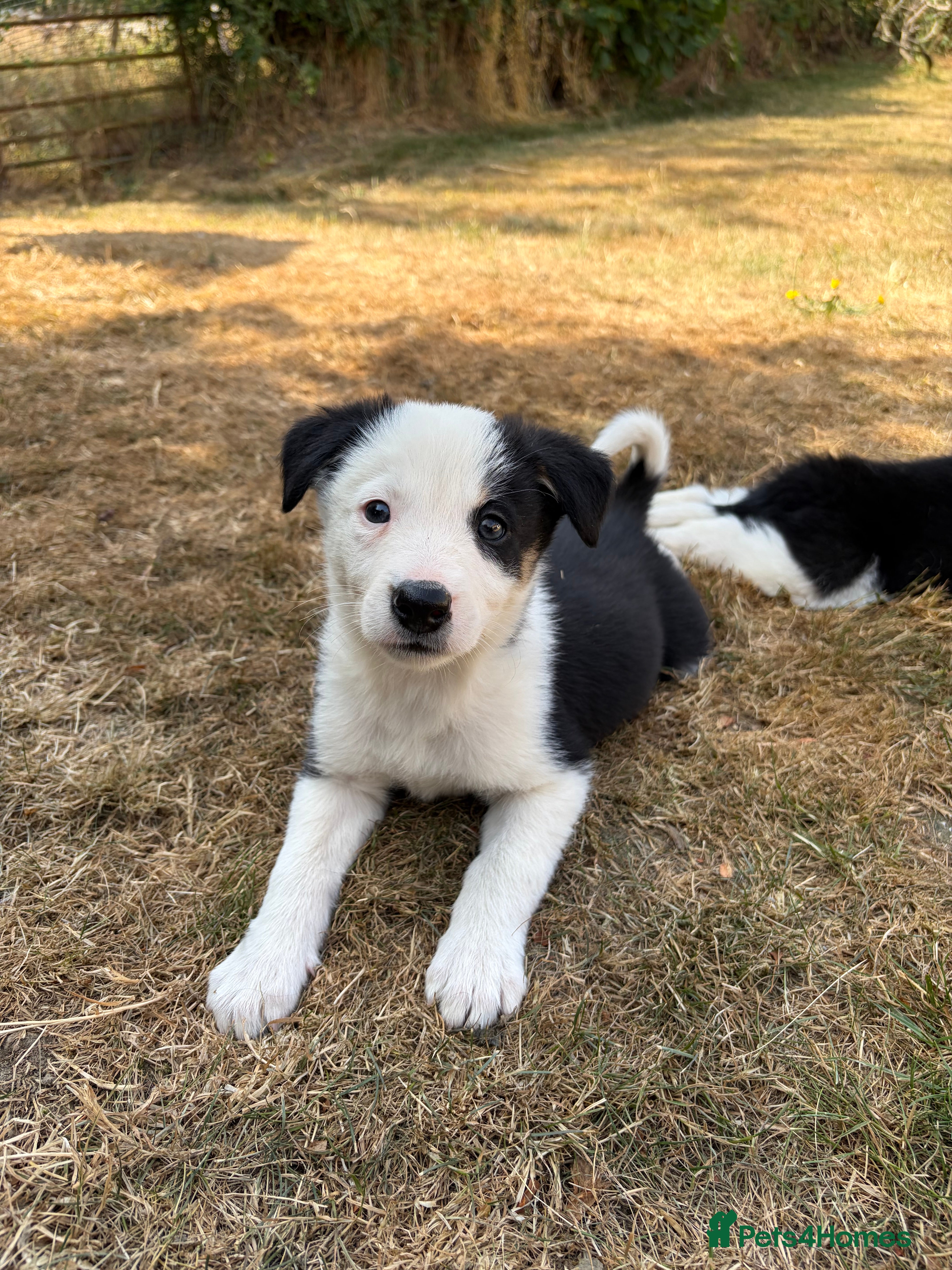Border Collie dogs Border collie puppies for sale  - Advert 2