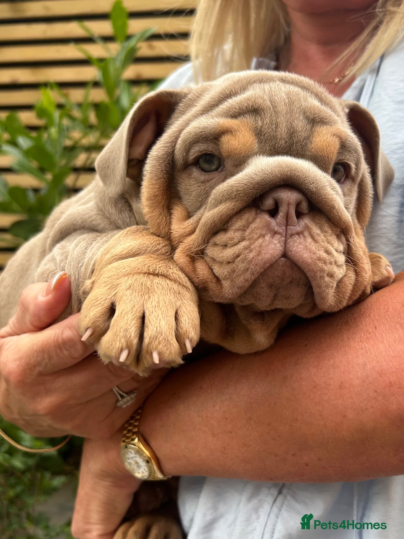 English Bulldog dogs 2 Gorgeous chunky kc registered puppies  - Advert 4