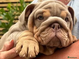 English Bulldog dogs 2 Gorgeous chunky kc registered puppies - Advert 4