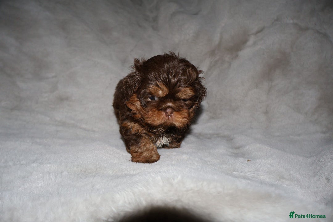 Shih Tzu dogs for sale: ✨️Exceptional Imperial Litter Ready Mid December✨️ - Advert 27
