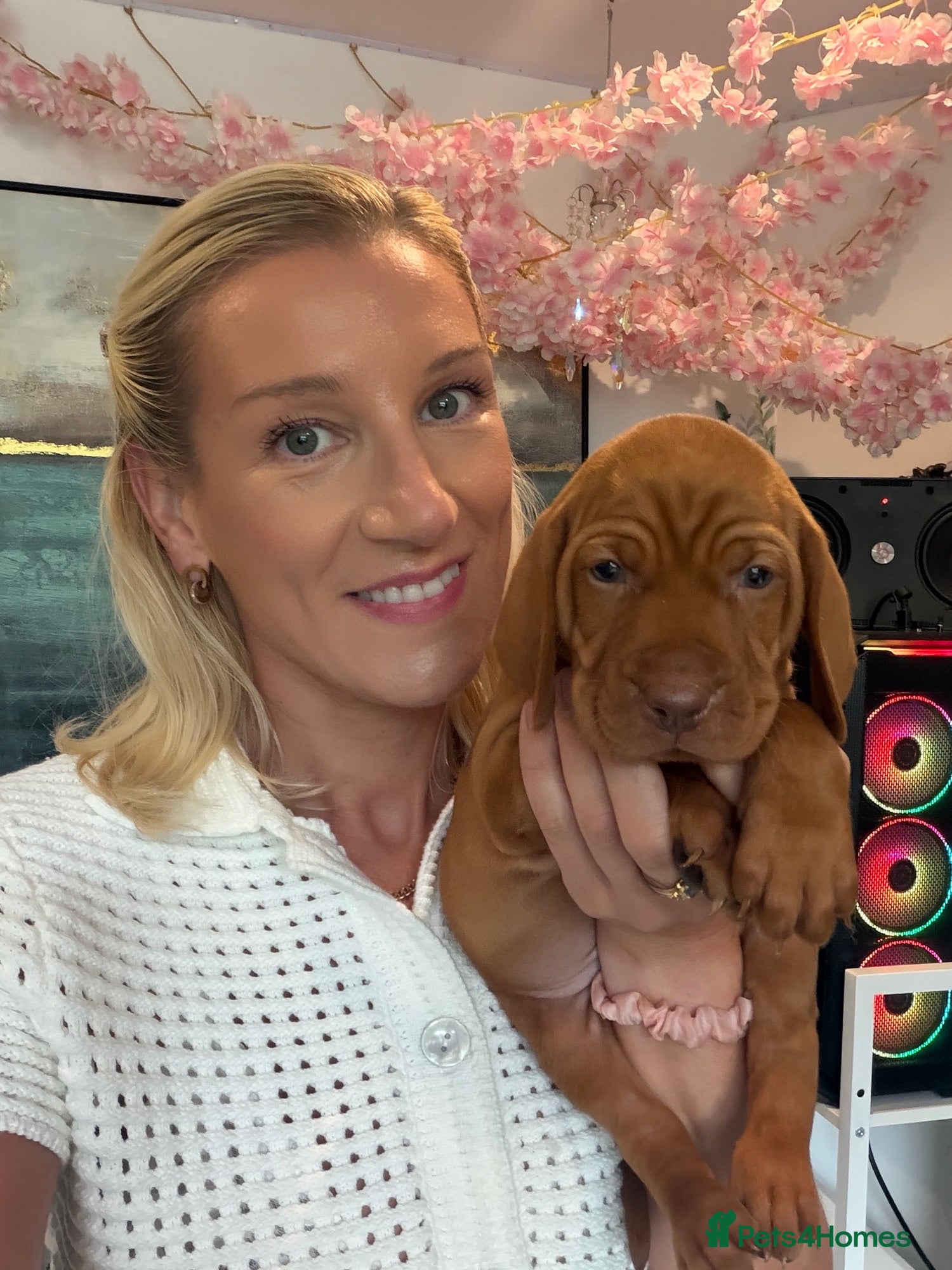 Hungarian Vizsla dogs Selling fast! 28th Aug.kC smooth Hungarian Vizslas - Advert 17