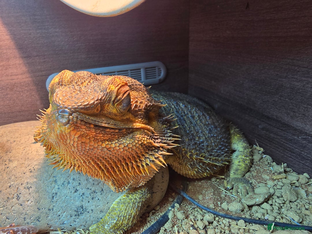 Bearded Dragon reptiles for sale: Male Adult Bearded Dragon+Full Set Up - Image 2
