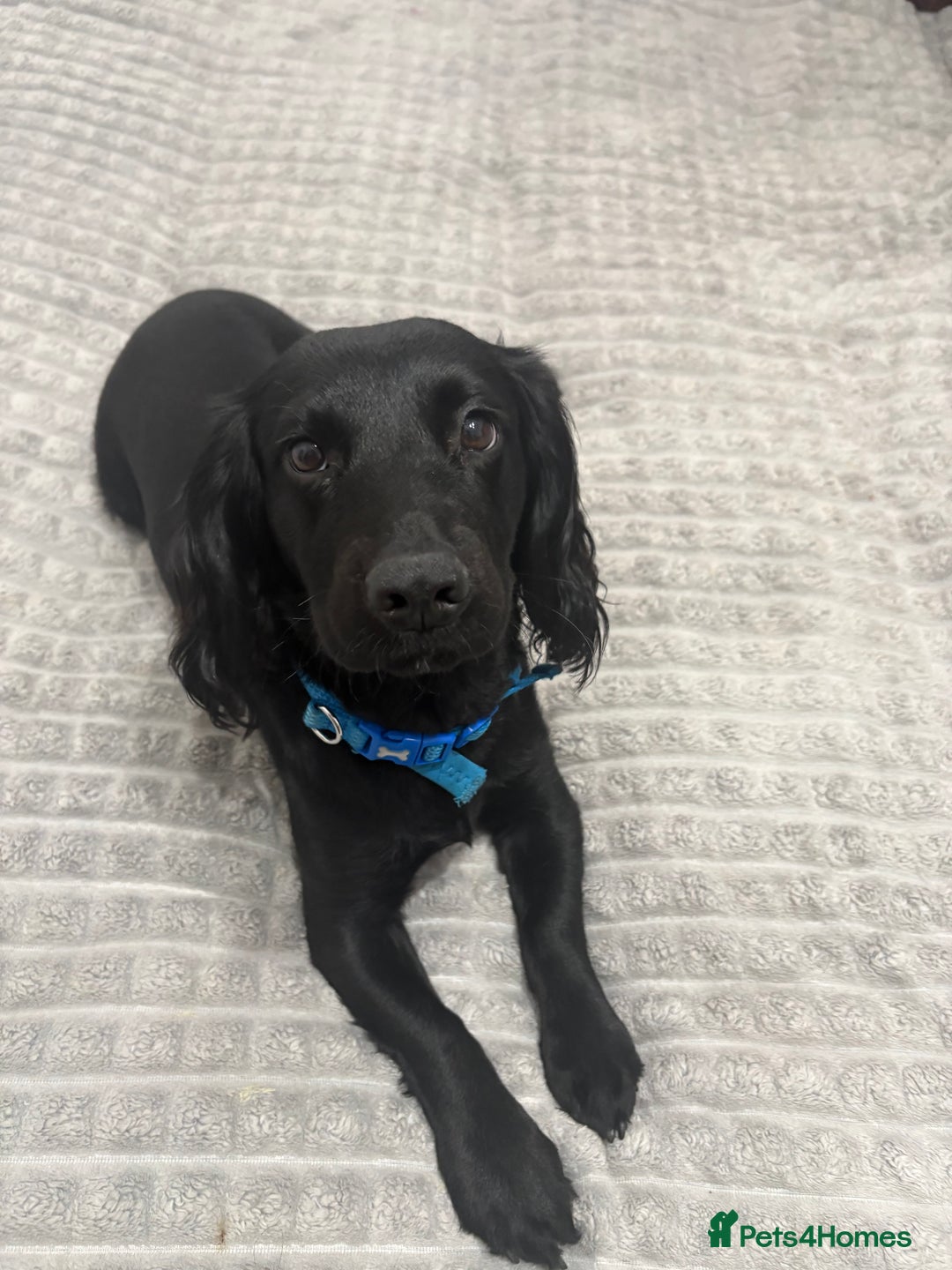 Cocker Spaniel dogs for sale: Working cocker spaniel  - Advert 2