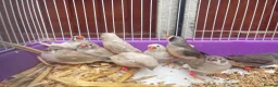 Finches birds for sale: Beautiful Young Zebra Finch Pairs  in Sheffield - Advert 3