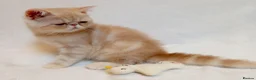 Exotic cats for sale: 2 Chubby Kittens - Advert 5