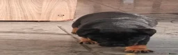 Rottweiler dogs for sale: Last 3 Beautiful Rottweiler Puppys - Advert 6