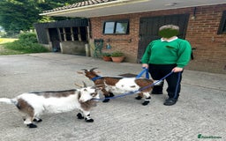 Goats livestock for sale: 2 Friendly pet goats. Wethers. - Image 4