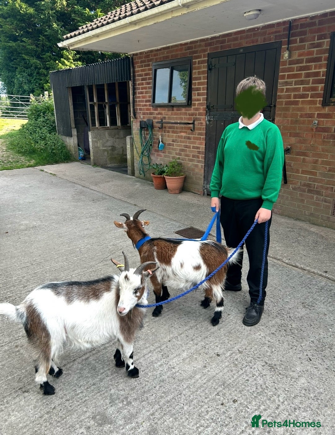 Goats livestock for sale: 2 Friendly pet goats. Wethers. - Image 4