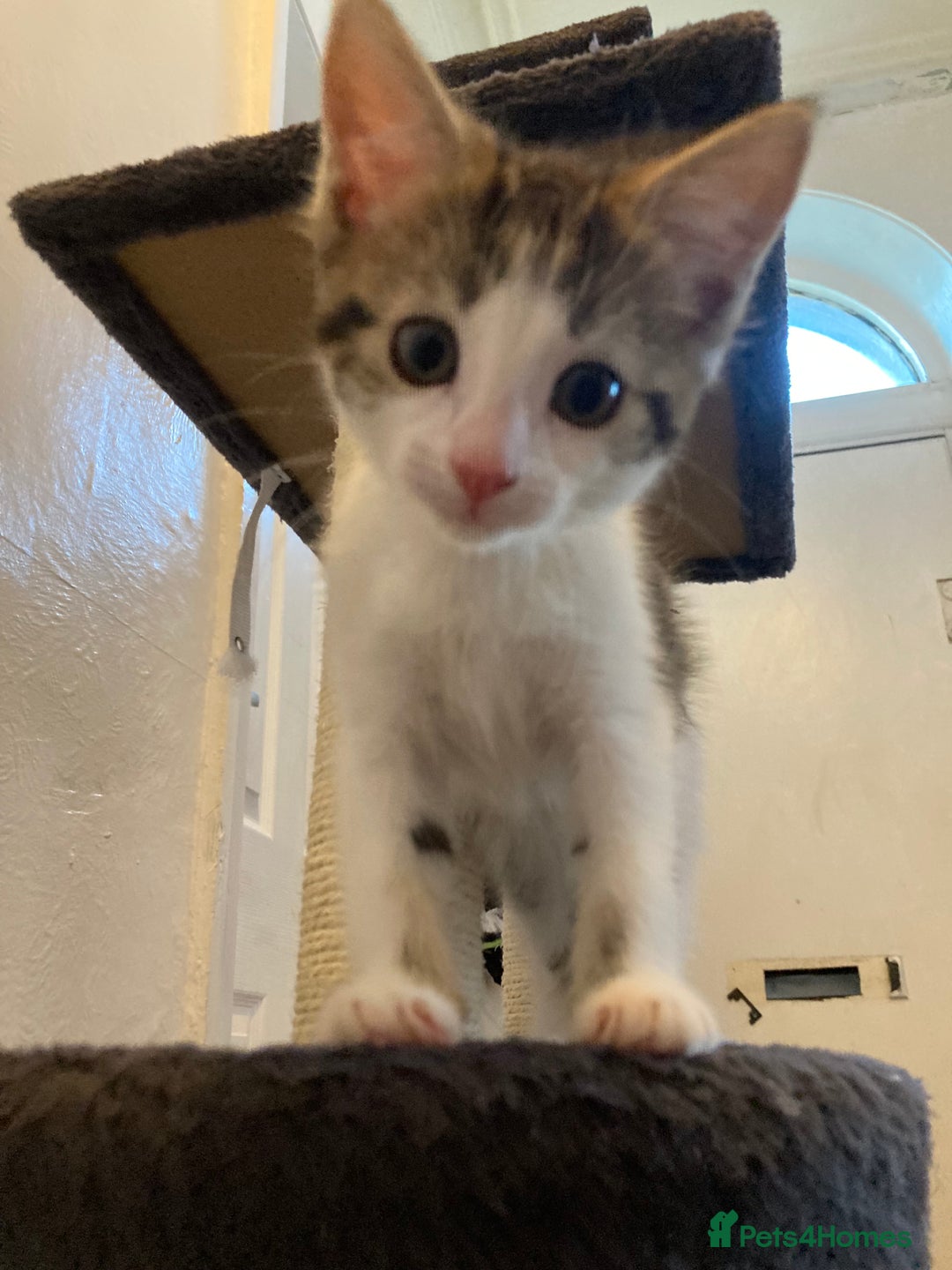 European cats for sale: 4 Cute & Cuddly Kittens Ready For Forever Home - Image 13